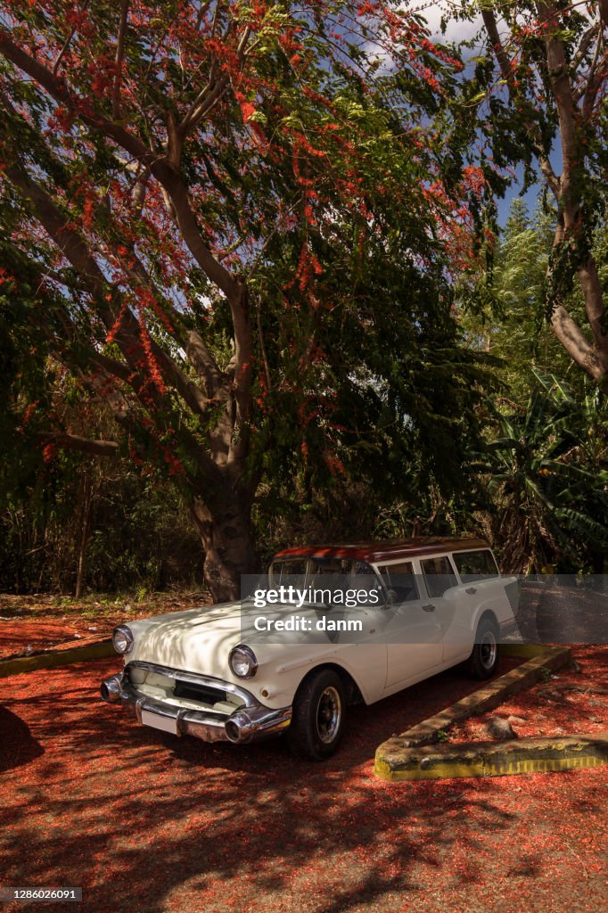 Old american car parked near to a beatiful tree full of red flowers. Cuba
