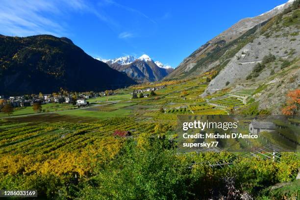 the highest vineyards in continental europe - valle daosta stock pictures, royalty-free photos & images