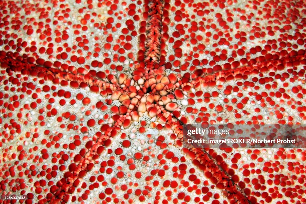 Underside with mouth of spiny cushion star (Culcita novaeguineae), Detail, Starfish, Pacific, Great Barrier Reef