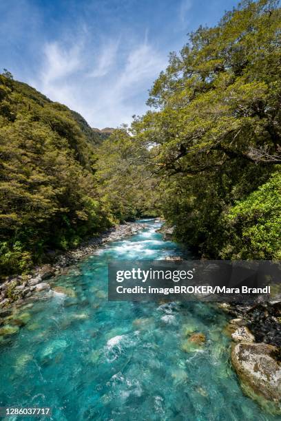 hollyford river, whakatipu ka tuka, fiordland national park, te anau, southland, south island, new zealand - te anau stock pictures, royalty-free photos & images
