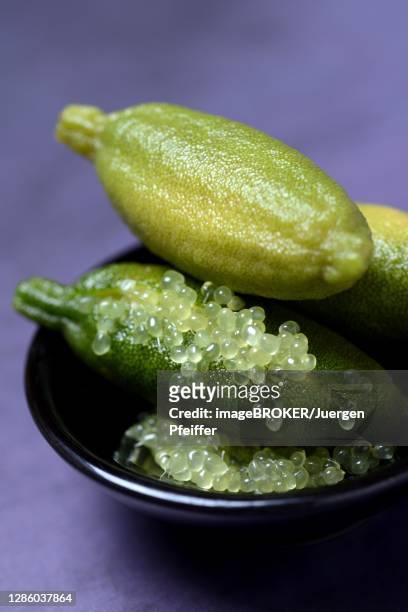 australian finger lime (microcitrus australasica) in bowl, finger lime, lime caviar, germany - finger lime stock pictures, royalty-free photos & images