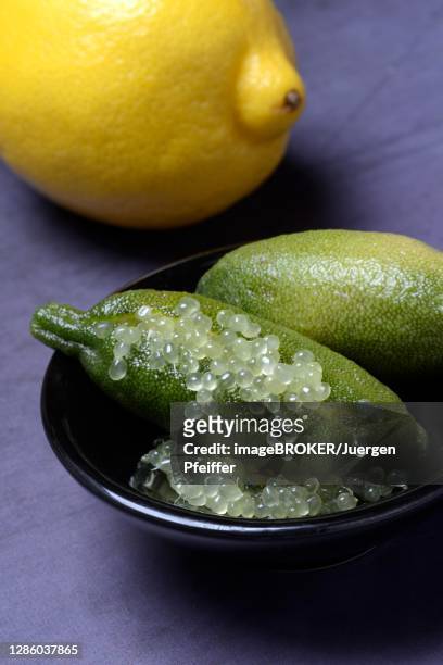 australian finger lime (microcitrus australasica) in peel and lemon, finger lime, lime caviar, germany - finger lime stock pictures, royalty-free photos & images