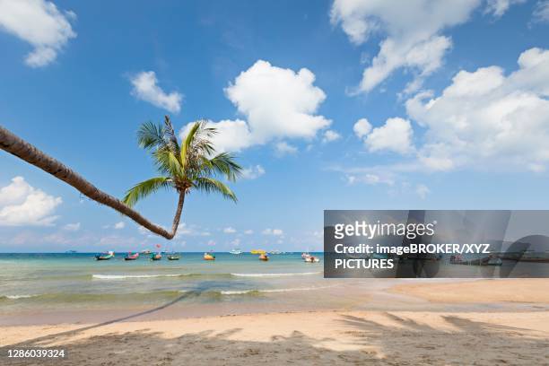 bending palm on sairee beach, koh tao, thailand - koh tao thailand stock pictures, royalty-free photos & images