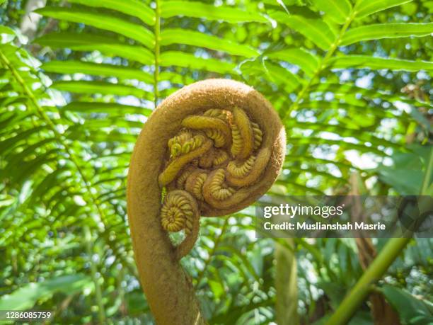 close-up of fern spiral plant. - koru pattern stock pictures, royalty-free photos & images