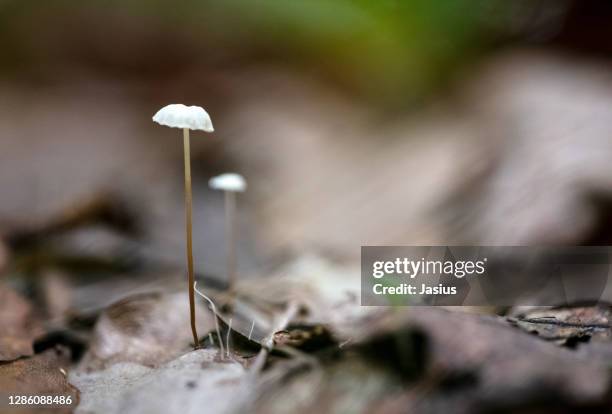 marasmius epiphyllus – leaf parachute fungus - marasmius stock pictures, royalty-free photos & images
