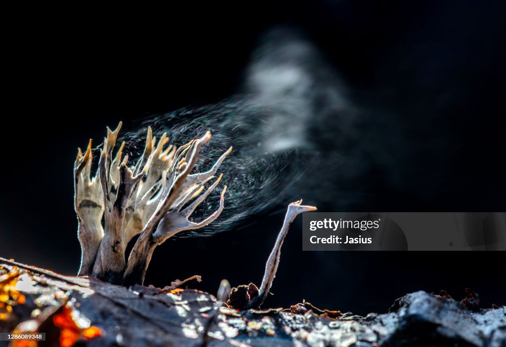 Xylaria hypoxylon – candlestick fungus