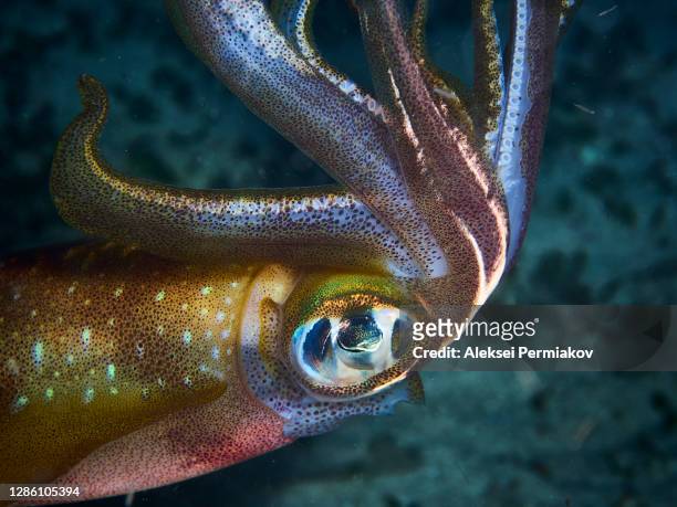 bigfin reef squid - sepioteuthis lessoniana - cephalopod stockfoto's en -beelden