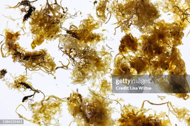 wild irish carrageen - kombu stock pictures, royalty-free photos & images