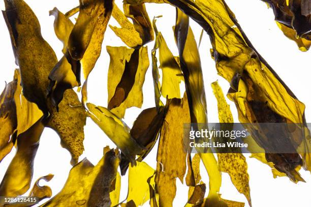 wild irish kombu seaweed - kombu stock pictures, royalty-free photos & images