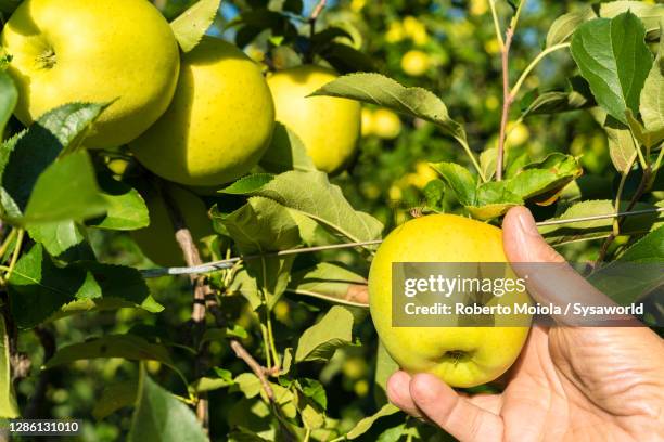 man choosing apples during harvesting, valtellina, italy - regarder une pomme photos et images de collection