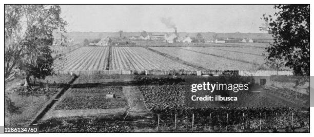 stockillustraties, clipart, cartoons en iconen met antieke zwart-witte foto van de verenigde staten: de plantage van het katoen, texas - katoenplant