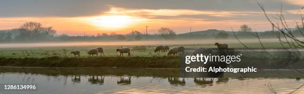 river great ouse at sunrise - pink sheep stock pictures, royalty-free photos & images