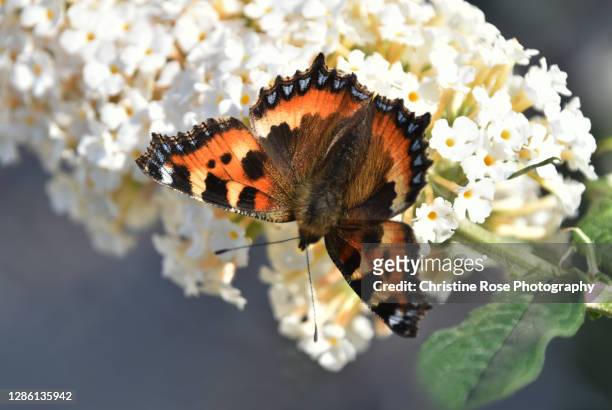 the beauty of butterflies - butterfly bush stock pictures, royalty-free photos & images