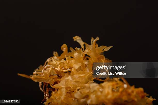 wild irish carrageen - kombu stock pictures, royalty-free photos & images