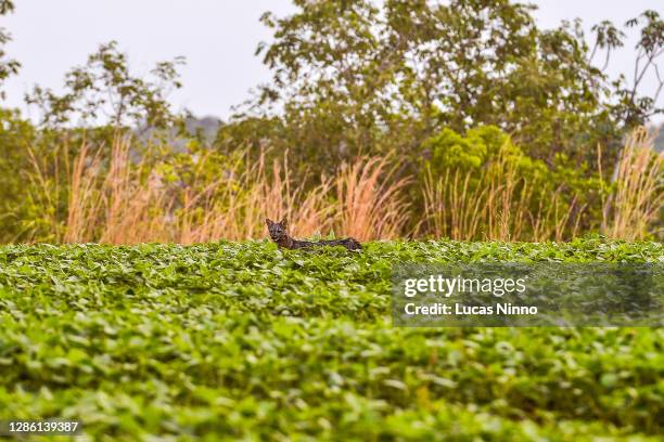 crab-eating fox (cerdocyon thous) amid a soybean plantation - cerrado 個照片及圖片檔