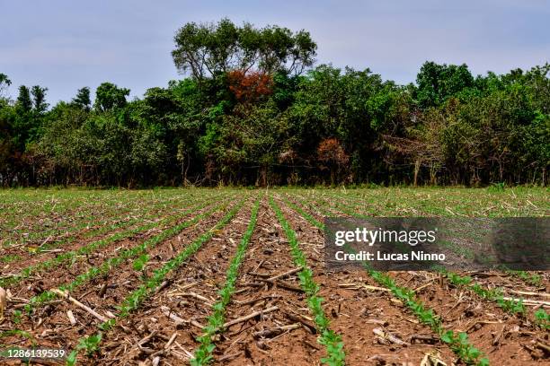 soybean farm in mato grosso - deforestation amazon stock pictures, royalty-free photos & images