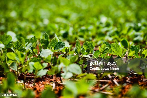 detail of soybean plants sprouting in a brazilian farm - photosynthesis 個照片及圖片檔