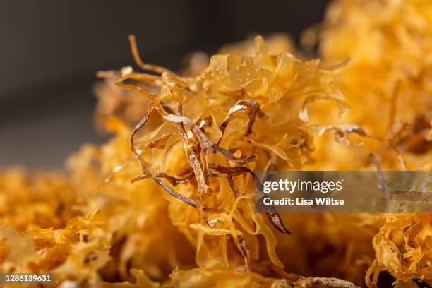 wild irish carrageen - kombu stock pictures, royalty-free photos & images