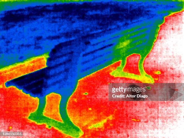thermal image of a bench in the street. berlin, germany. - image infrarouge photos et images de collection