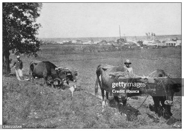 illustrations, cliparts, dessins animés et icônes de photo antique en noir et blanc des états-unis : ferme à cuba - la havane