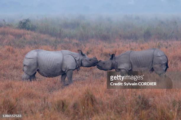 Deux rhinocéros indiens se faisant face, 29 janvier 2017, Parc national de Kaziranga, État de l'Assam, Inde.