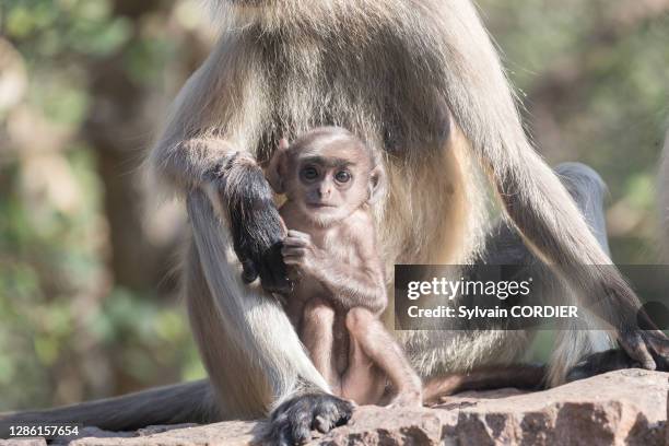 Entelle d'Hanuman , mère et bébé, 1er février 2017, Parc national de Rathambore, Rajasthan, Inde.