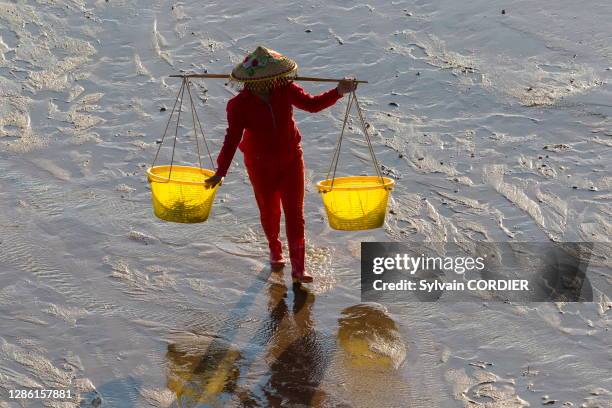 Femme pêcheur à pieds portant un joug avec deux seaux, récolte des coquillages, 14 juillet 2018, Région de Xiapu, Province de Fujiang, Chine du sud.