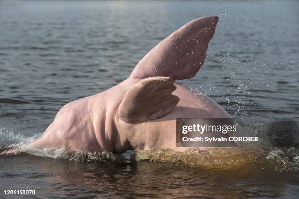 South America, Brazil, Amazonas state, Manaus, Amazon river basin, along Rio Negro, Amazon River Dolphin, Pink River Dolphin or Boto , wild animal in...