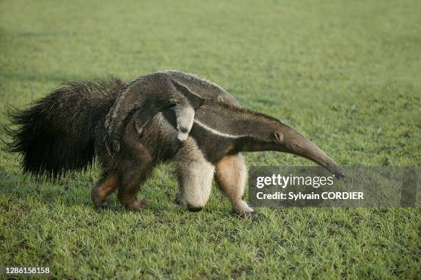 Giant Anteater Myrmecophaga tridactyla