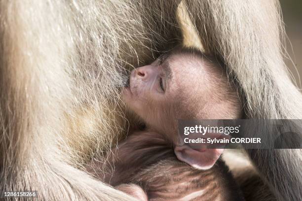 Entelle d'Hanuman , mère et bébé, 1er février 2017, Parc national de Rathambore, Rajasthan, Inde.