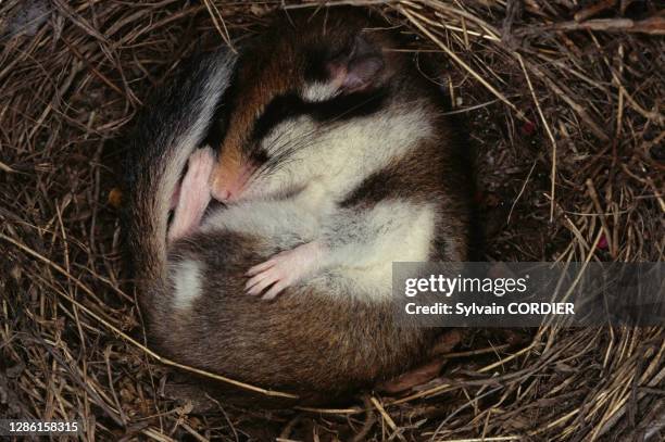 Hibernating dormouse. Lérot en hibernation.