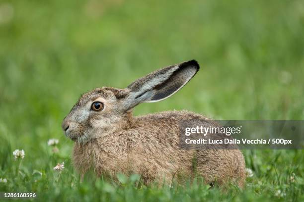 close-up of rabbit on field - brown hare stockfoto's en -beelden