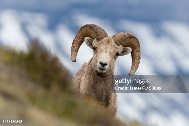 portrait of sheep standing against mountains,jasper national park,canada - bighorn sheep stockfoto's en -beelden