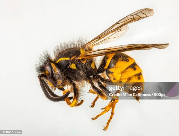 close-up of insect on white background,edinburgh,united kingdom,uk - wasps stock pictures, royalty-free photos & images