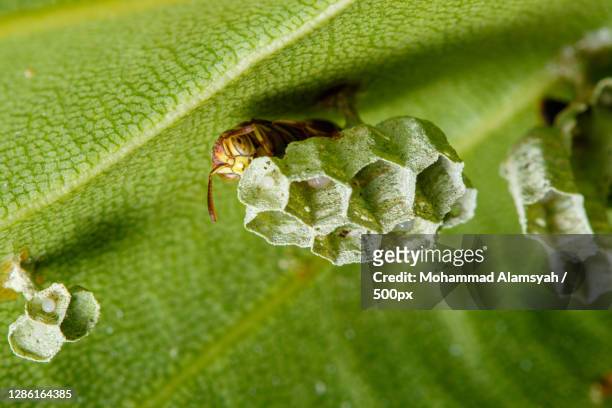 close-up of insect on leaf,malang,indonesia - feldwespe stock-fotos und bilder