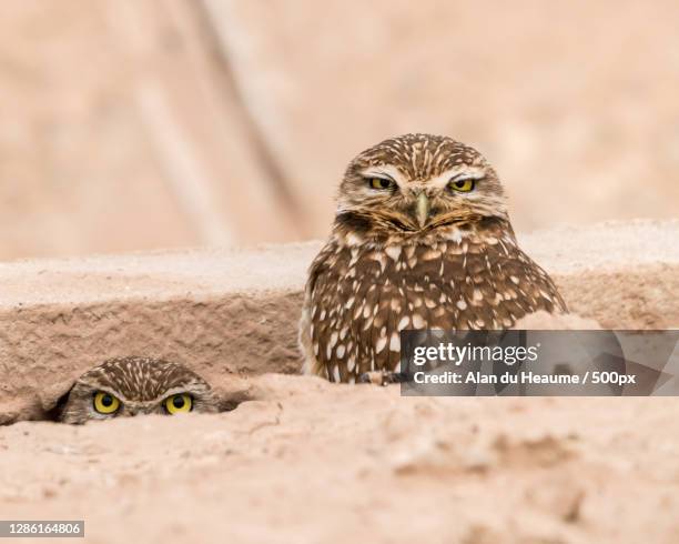 close-up portrait of owl perching on wood,salton sea visitor center,united states,usa - holenuil stockfoto's en -beelden