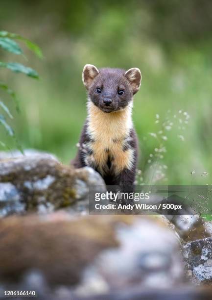 portrait of meerkat sitting on rock,blairgowrie and rattray,blairgowrie ph,united kingdom,uk - martens stock pictures, royalty-free photos & images