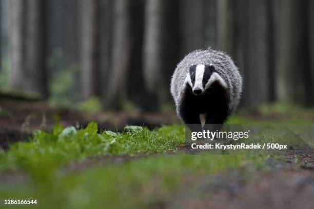 close-up of bird on field - badger stock pictures, royalty-free photos & images