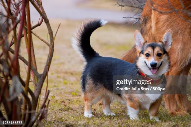 65 Tricolor Corgi Photos and High Res Pictures - Getty Images