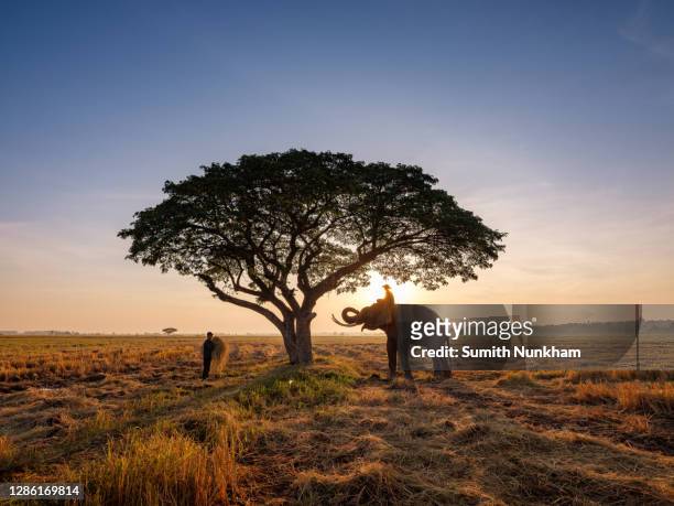 silhouette elephants with mahouts under the tree and walking in the rice fields after harvest season during sunrise in the morning at the elephant village surin thailand - elephant surin stockfoto's en -beelden