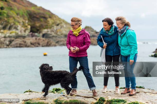 dog walking vid kusten - kustegenskap bildbanksfoton och bilder