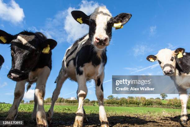 group of holstein black and white cows - dairy cow looking up stock pictures, royalty-free photos & images