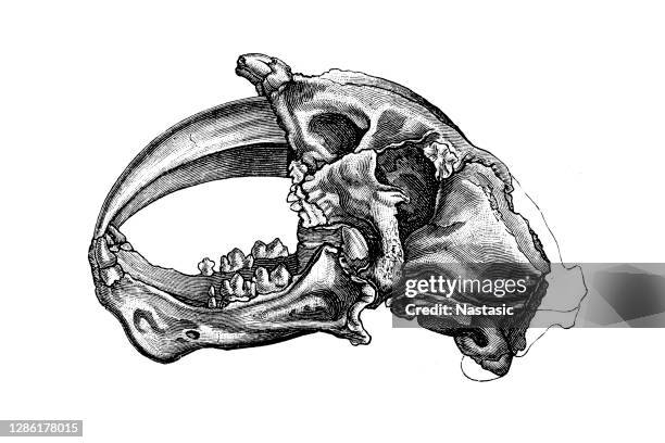 machairodus schädel, mit einer länge von bis zu 41 cm, ist einer der größten bekannten schädel für jeden machairodont - paleozoic era stock-grafiken, -clipart, -cartoons und -symbole