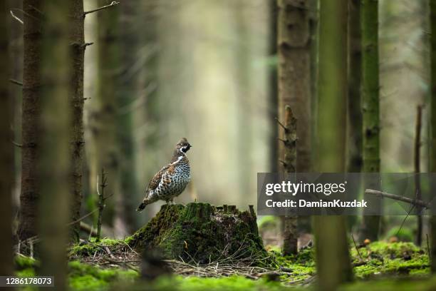 hazel grouse - bialowieza forest stock pictures, royalty-free photos & images