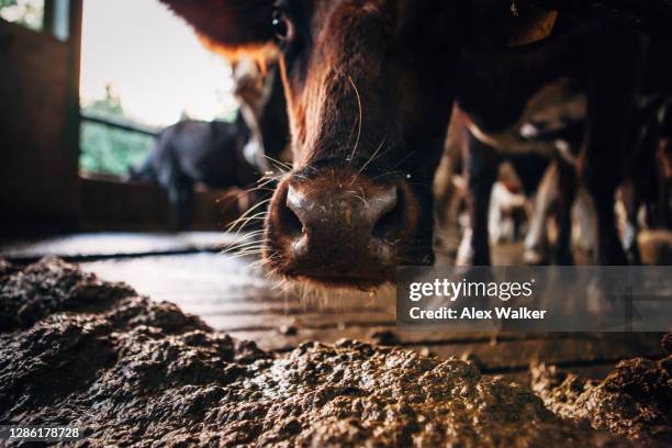 portrait of brown red poll cow - stool stock pictures, royalty-free photos & images