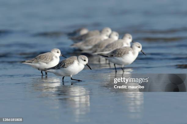 sanderling (alba calidris) - correlimos tridáctilo fotografías e imágenes de stock