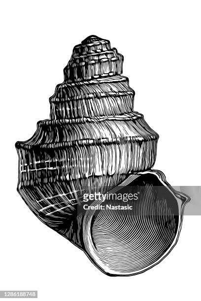 paludina margeriana extinct fossil snail - tertiary period stock illustrations
