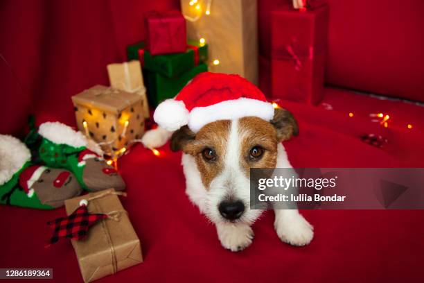 dog jack russell terrier. christmas - terrier jack russell foto e immagini stock