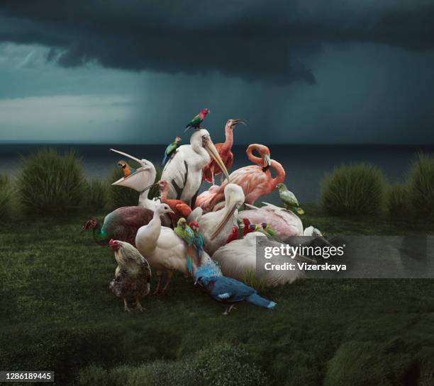 retrato de aves tropicais - arte moderna - fotografias e filmes do acervo