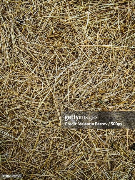 full frame shot of hay bale on field - hay stock pictures, royalty-free photos & images